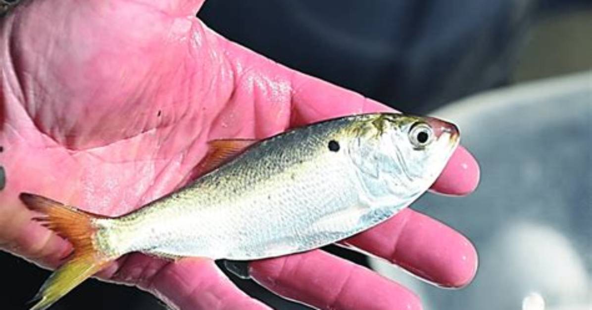 What Do Menhaden Eat?