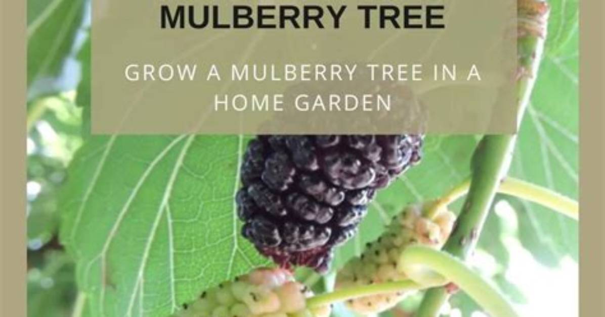 What Do Mulberry Trees Symbolize
