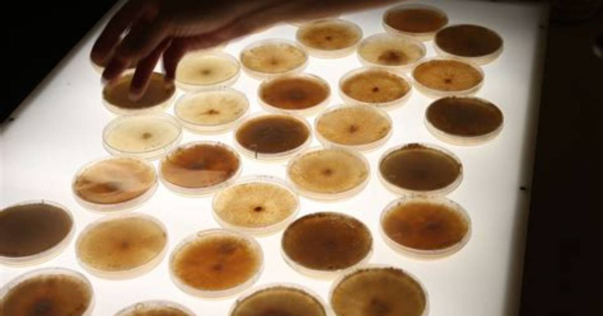 What Do Mycologists Study - Lisbd-Net. Com
