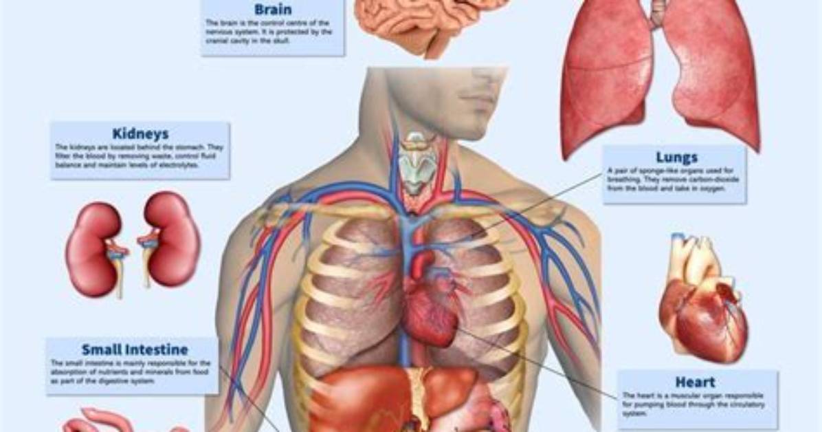 What Do Organs Do for the Body?