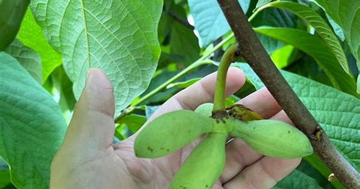 What Do Pawpaws Look Like