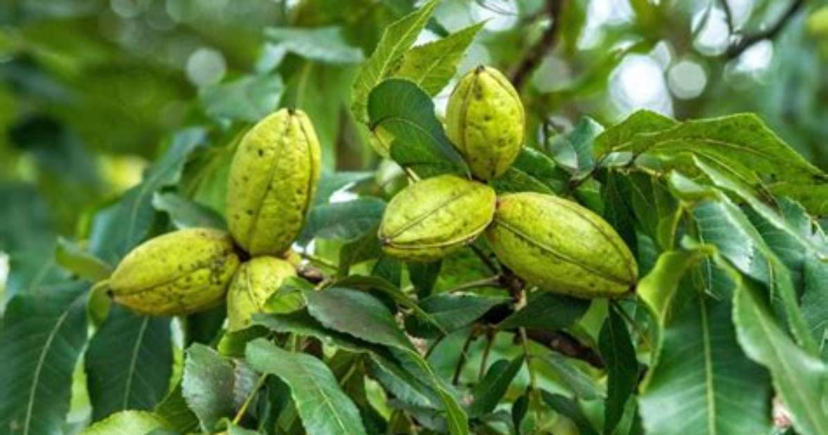 What Do Pecans Grow on?