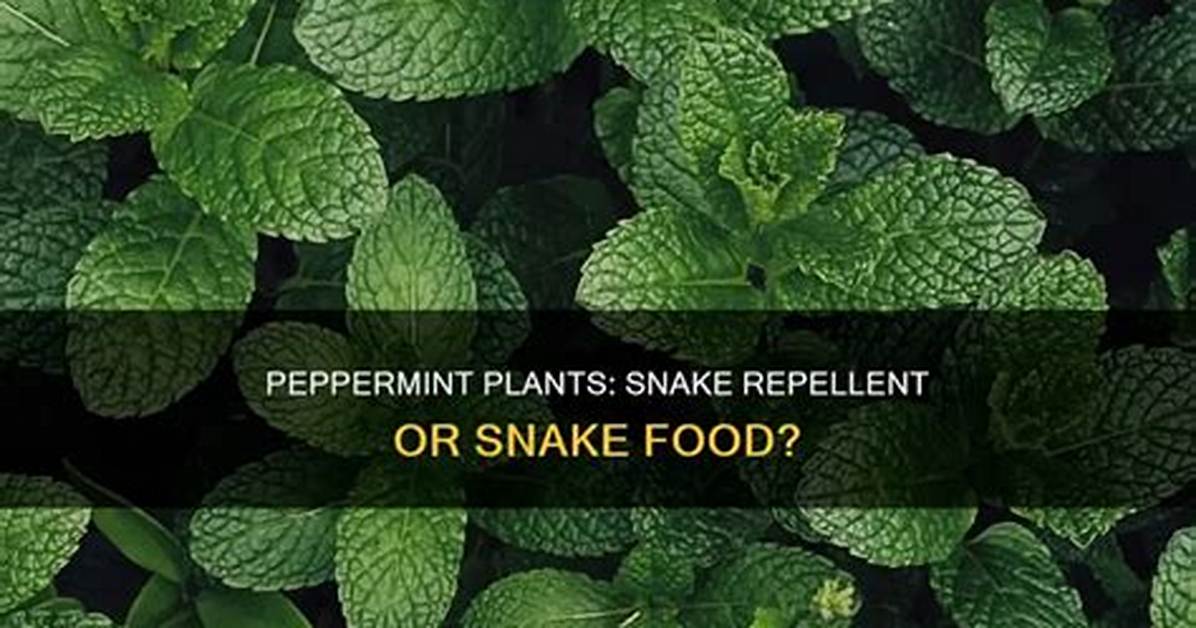 What Do Peppermint Plants Repel