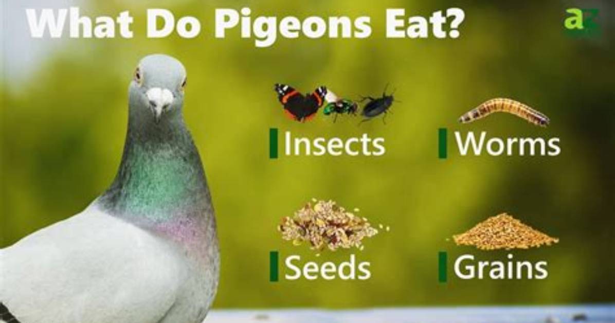 What Do Pigeons Not Eat