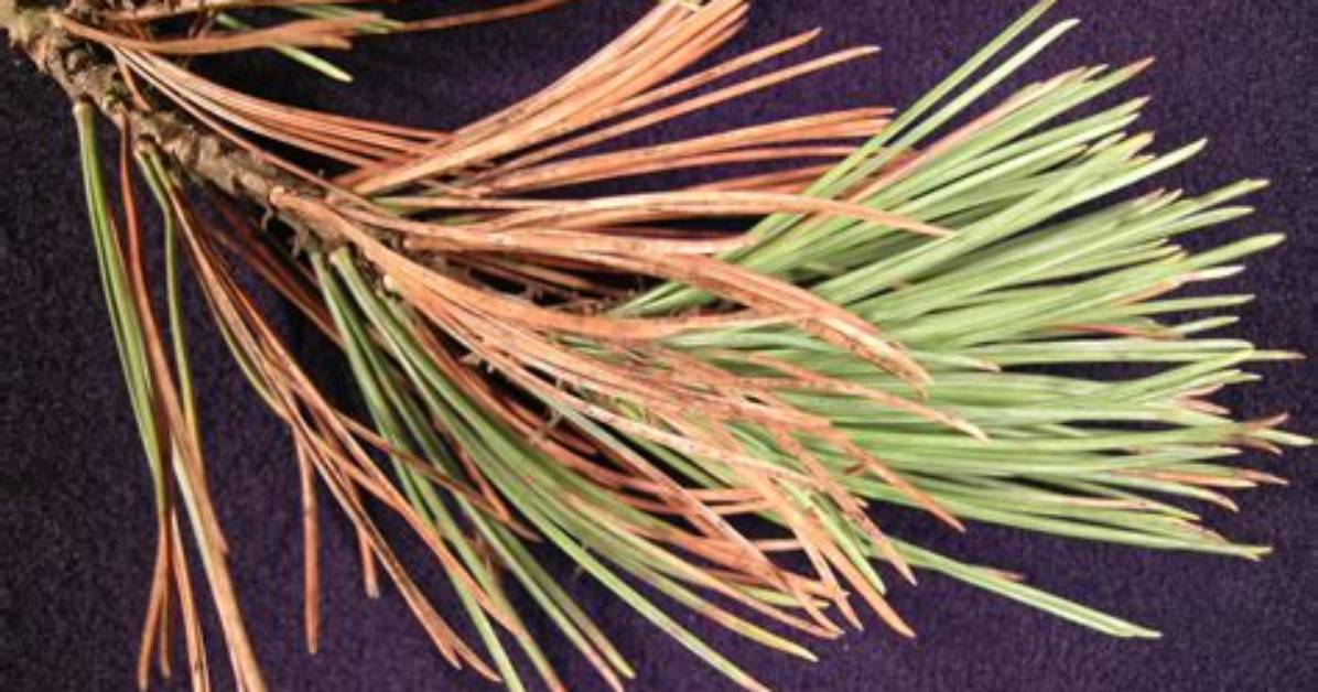 What Do Pine Needles Look Like?