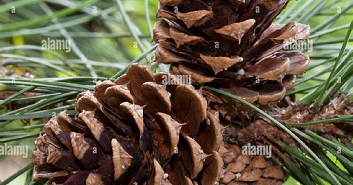 What Do Pine Trees Produce