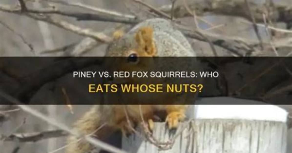 What Do Piney Squirrels Eat?