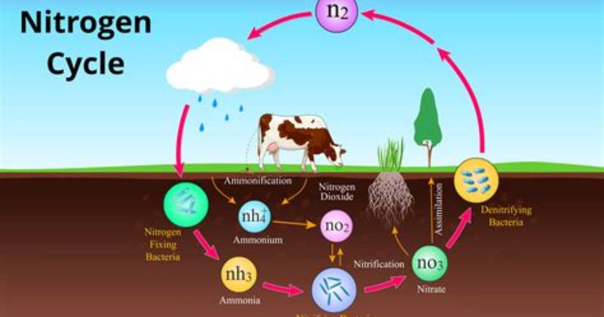 What Do Plants and Animals Need Nitrogen for?
