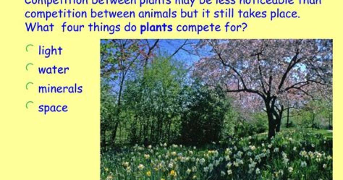 What Do Plants Compete for?