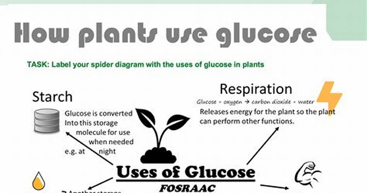 What Do Plants Do with Sugar?