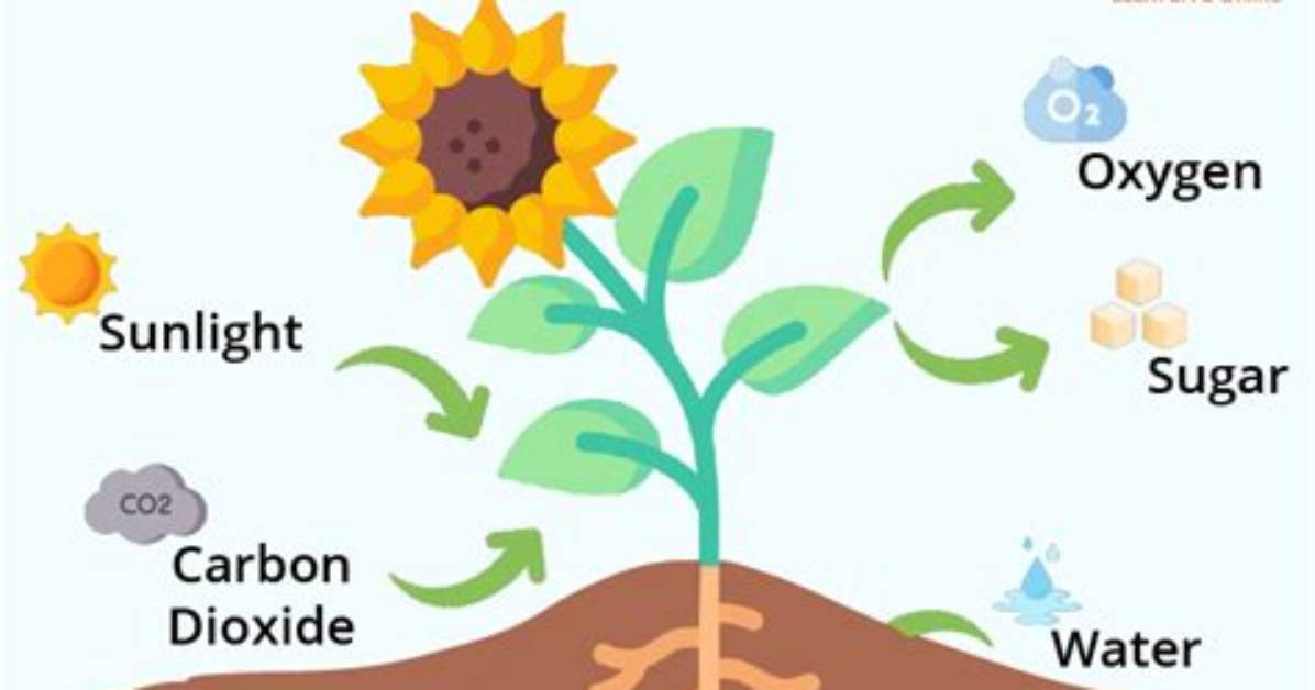 What Do Plants Eat - Lisbd-Net. Com