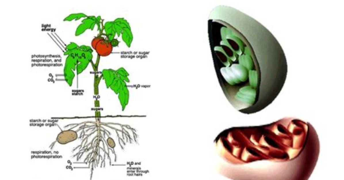 What Do Plants Give Off