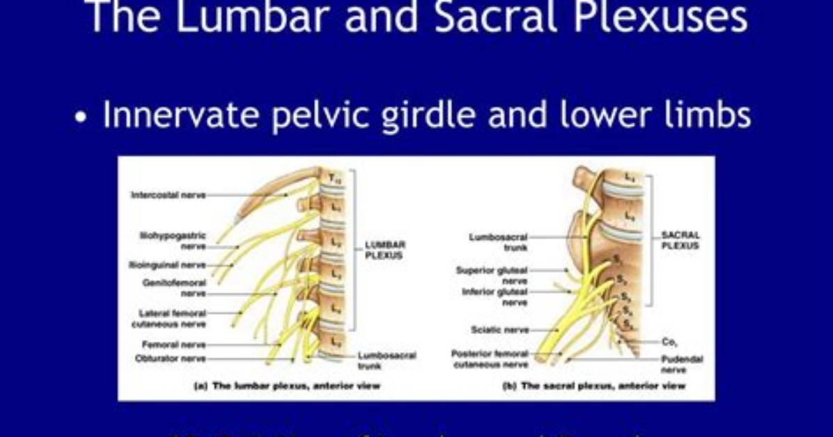 What Do Plexuses Contain?