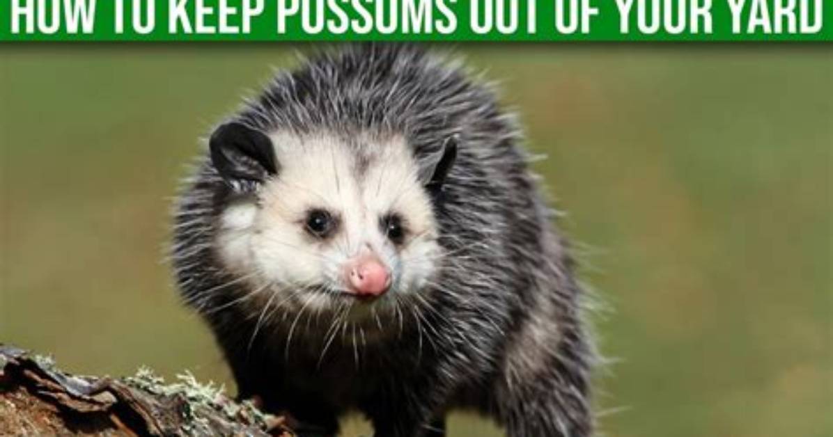 What Do Possums Do to Your Yard