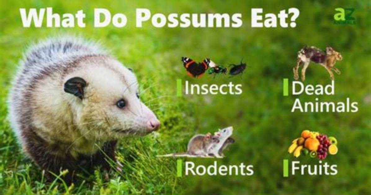 What Do Possums Eat?