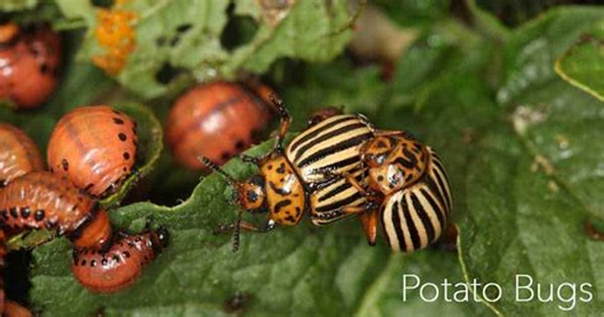 What Do Potato Beetles Do