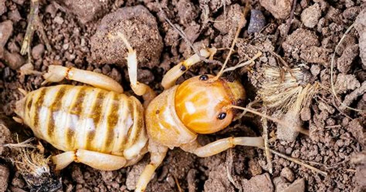 What Do Potato Bugs Do