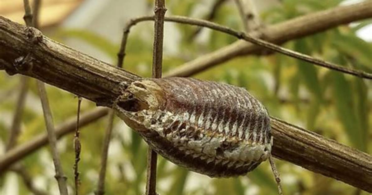 What Do Praying Mantis Cocoons Look Like