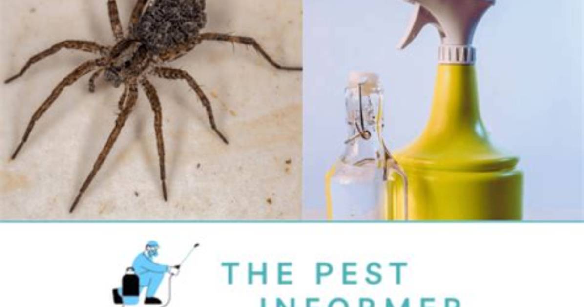 What Do Professionals Use to Kill Spiders