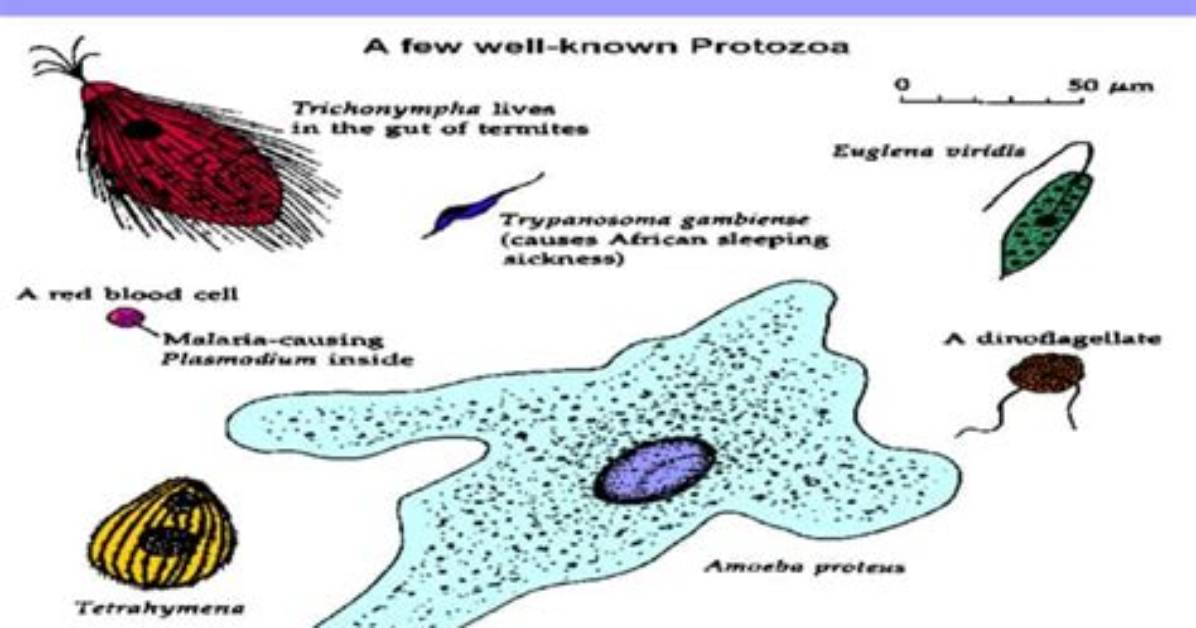 What Do Protozoa Eat - Lisbd-Net. Com