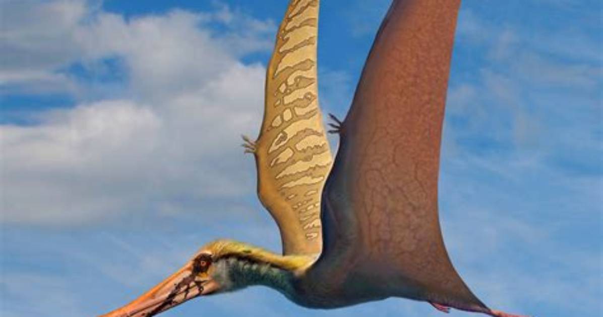 What Do Pterodactyls Look Like?
