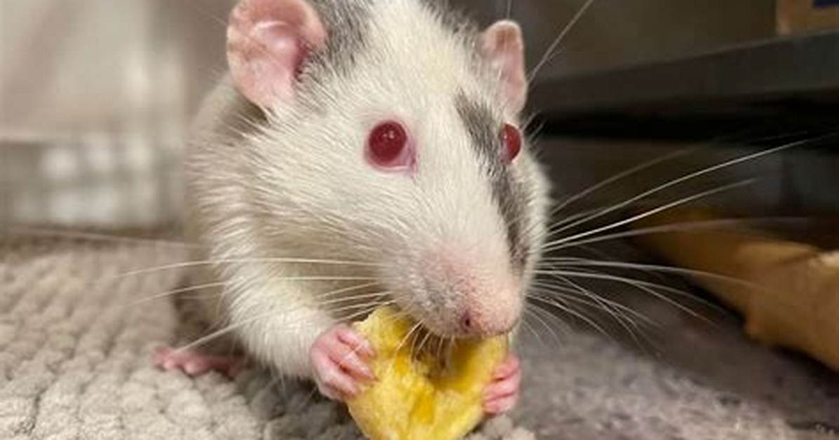 What Do Rats Do When Happy?