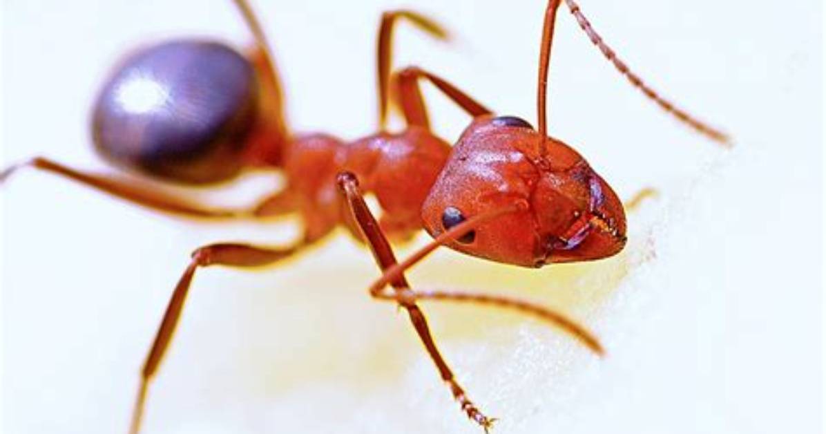 What Do Red Ants Do