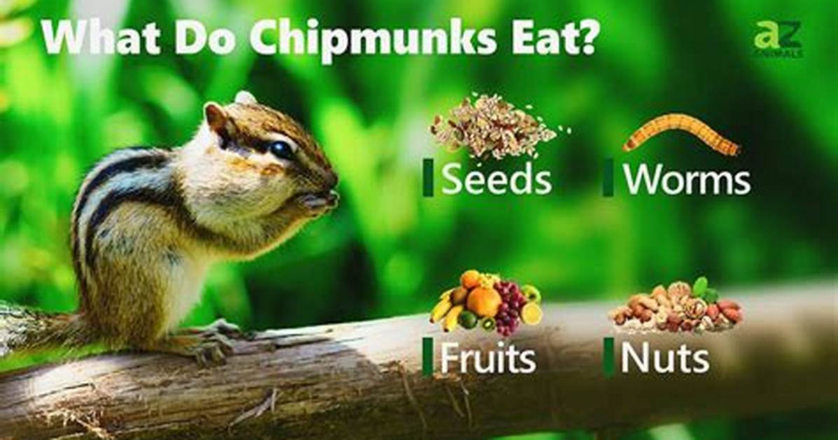 What Do Red Chipmunks Eat