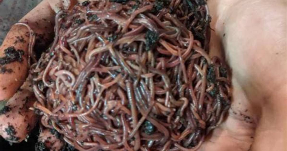 What Do Red Worms Eat?