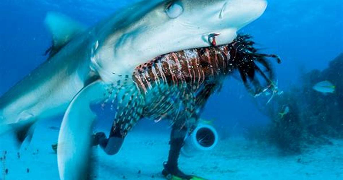 What Do Reef Sharks Eat