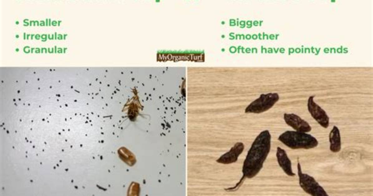 What Do Roach Poop Look Like?