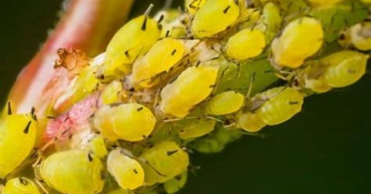 What Do Root Aphids Look Like?