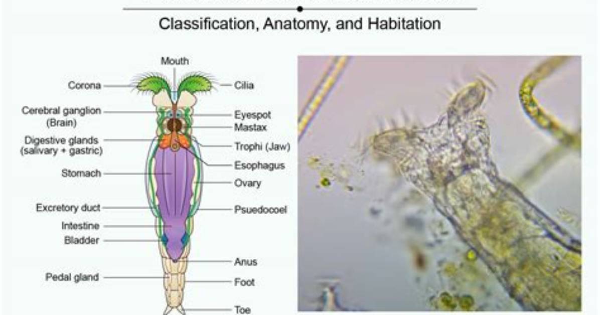 What Do Rotifers Do
