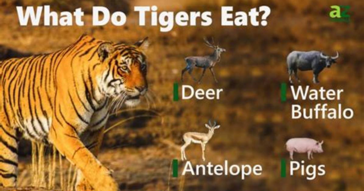 What Do Sabertooth Tigers Eat