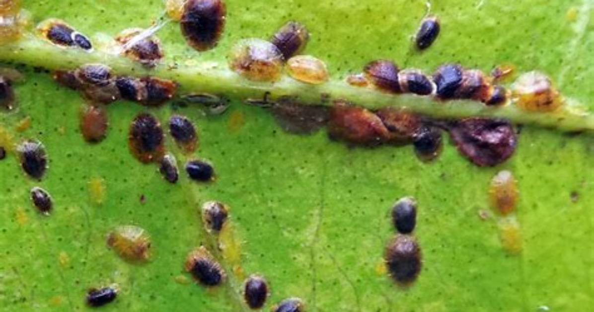 What Do Scale Insects Do