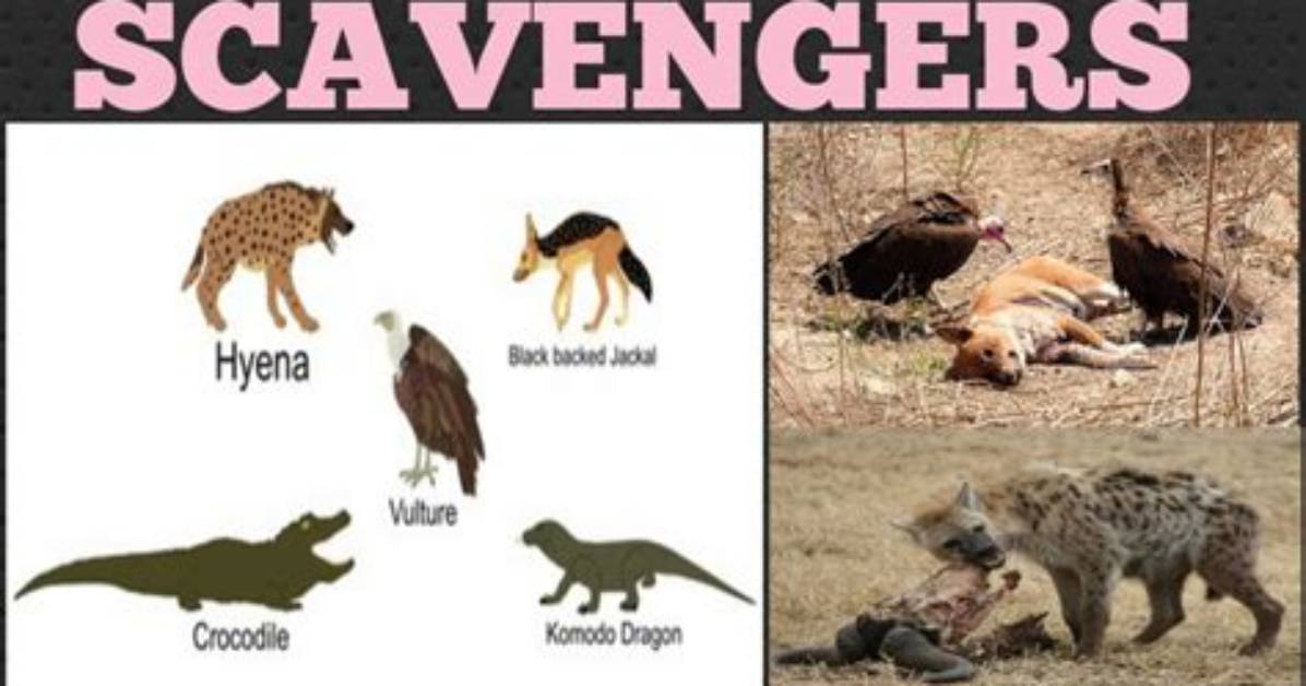 What Do Scavengers Do - Lisbd-Net. Com