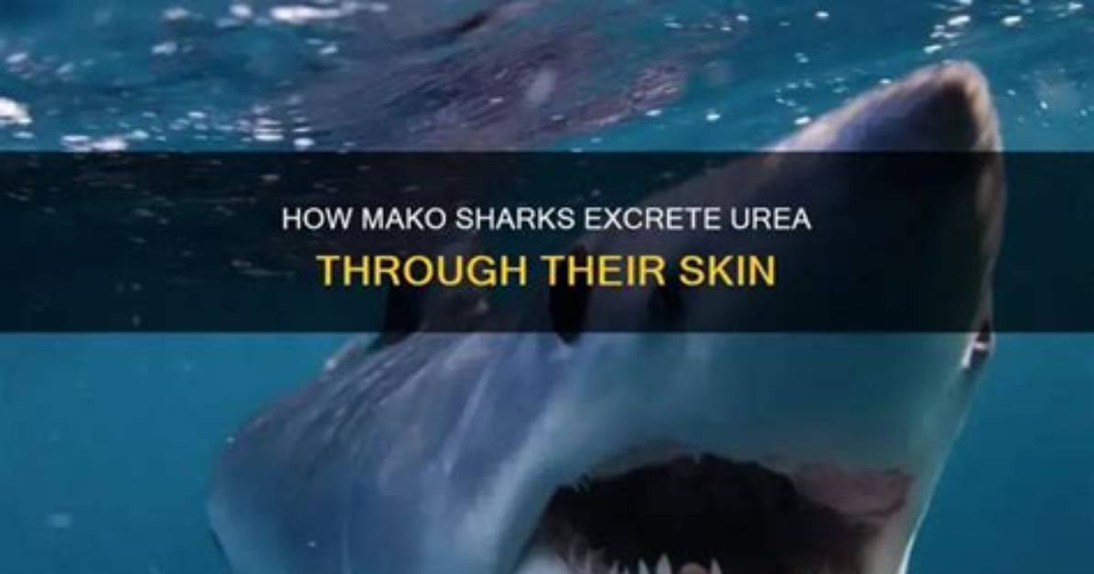 What Do Sharks Excrete?