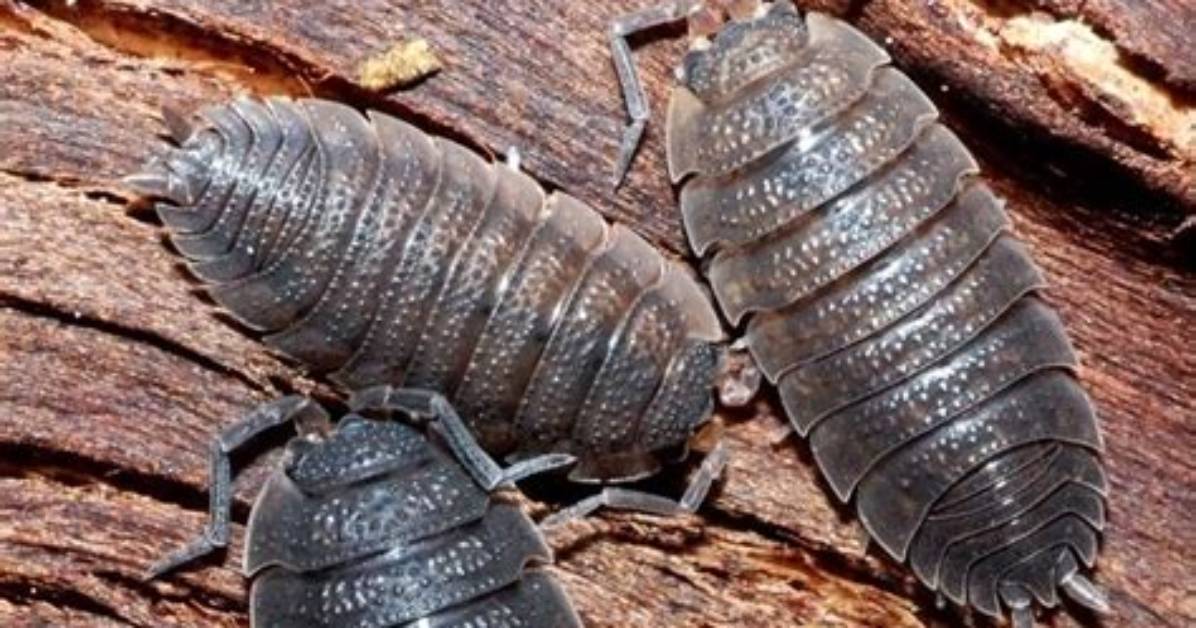 What Do Slater Bugs Eat