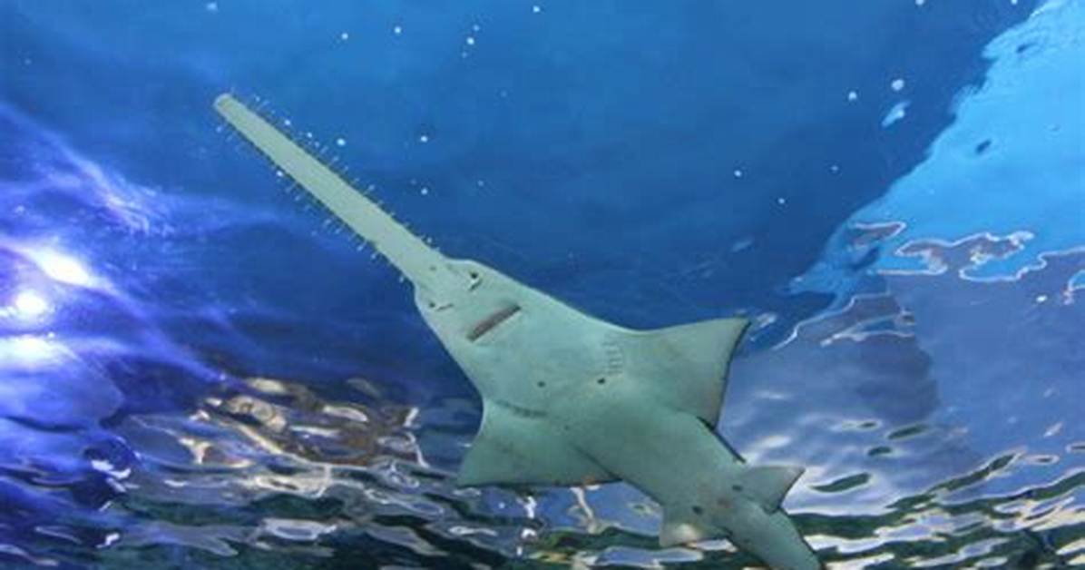 What Do Smalltooth Sawfish Eat?