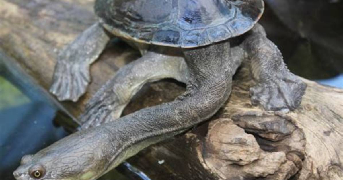 What Do Snake Necked Turtles Eat?