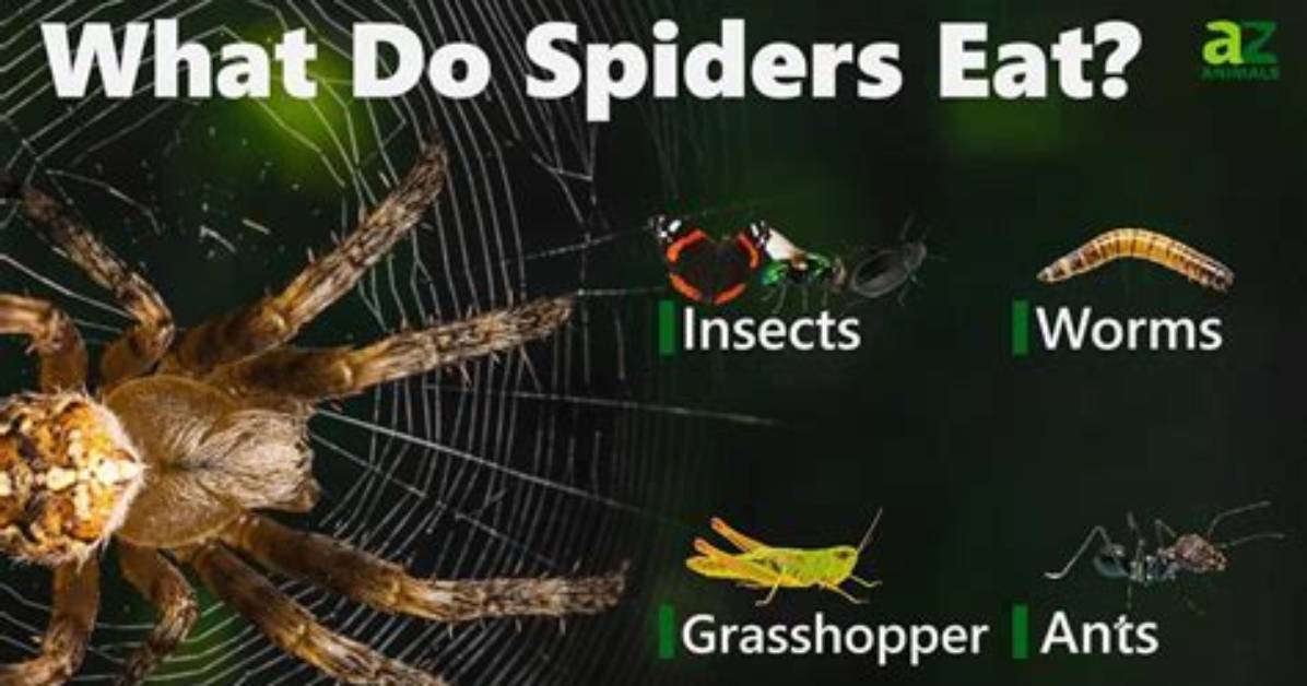 What Do Spiders Eat
