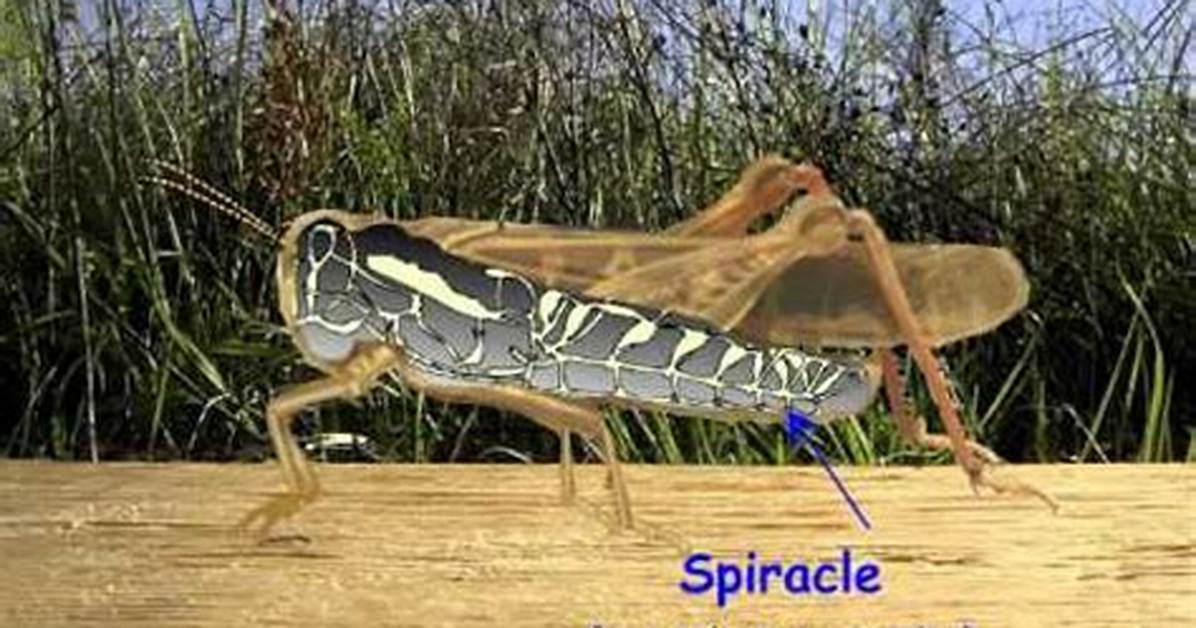What Do Spiracles Do?