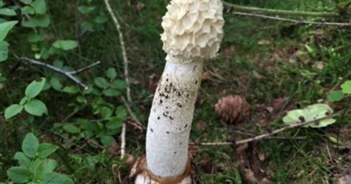 What Do Stinkhorns Look Like