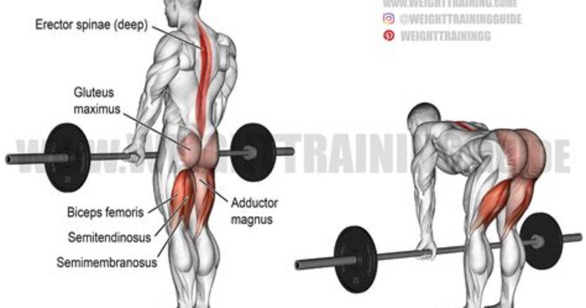 What Do Straight Legged Deadlifts Work?