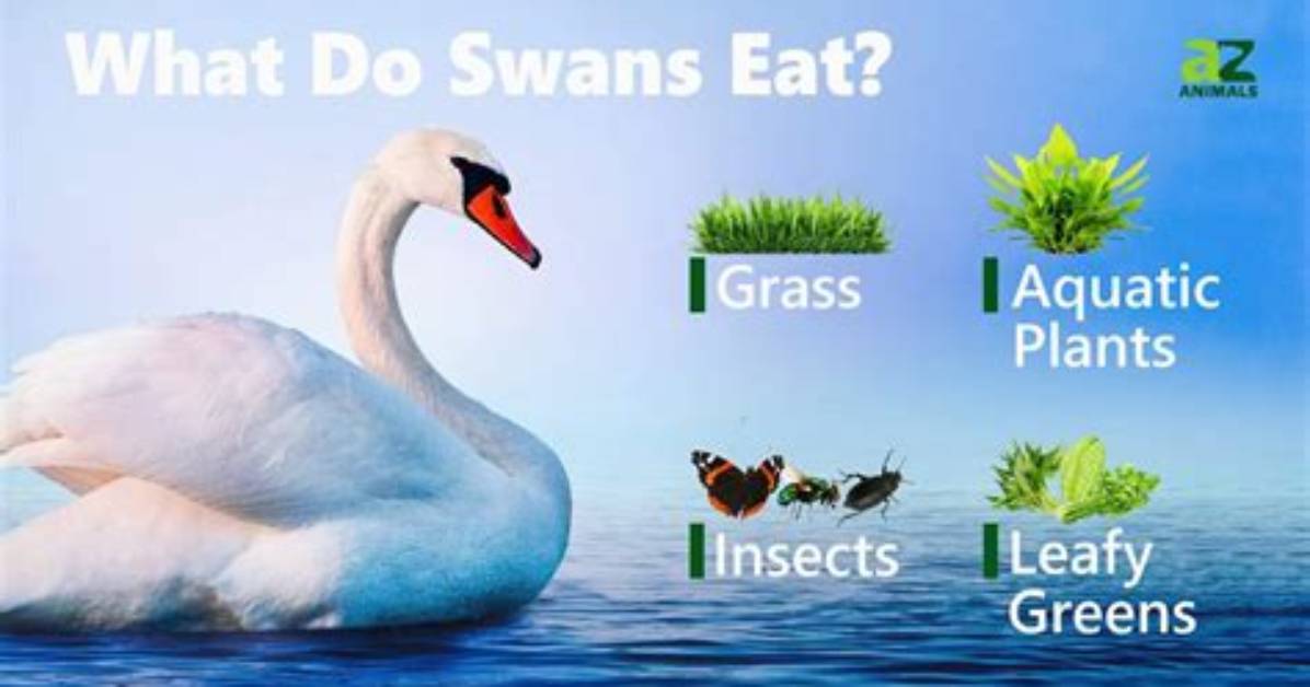 What Do Swan Eats