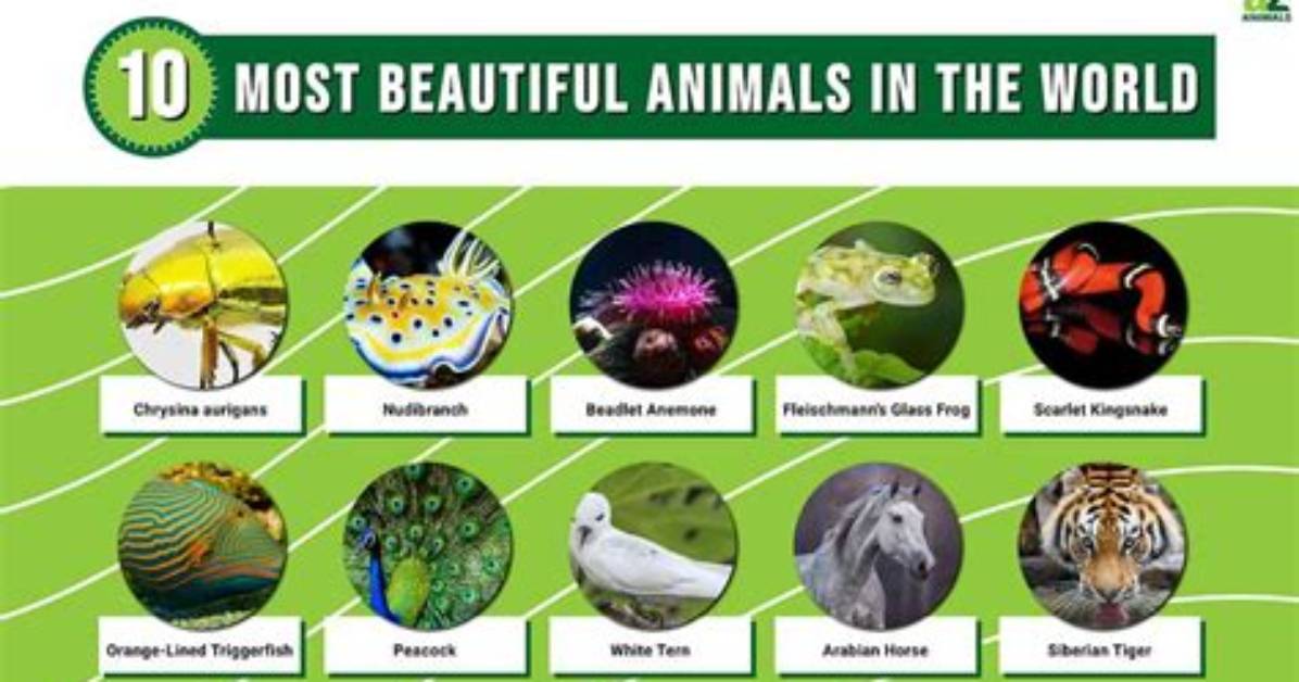 What Do the Animals Find Most Inspirational