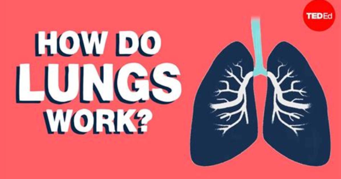 What Do the Lungs Do?