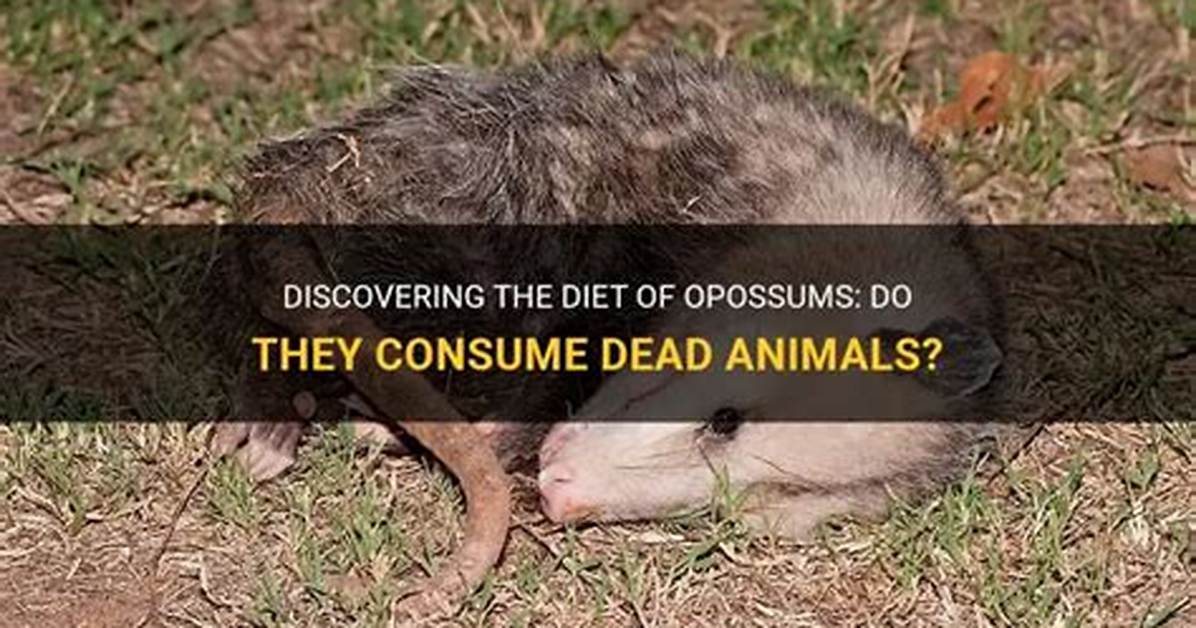 What Do They Do with Dead Animals?