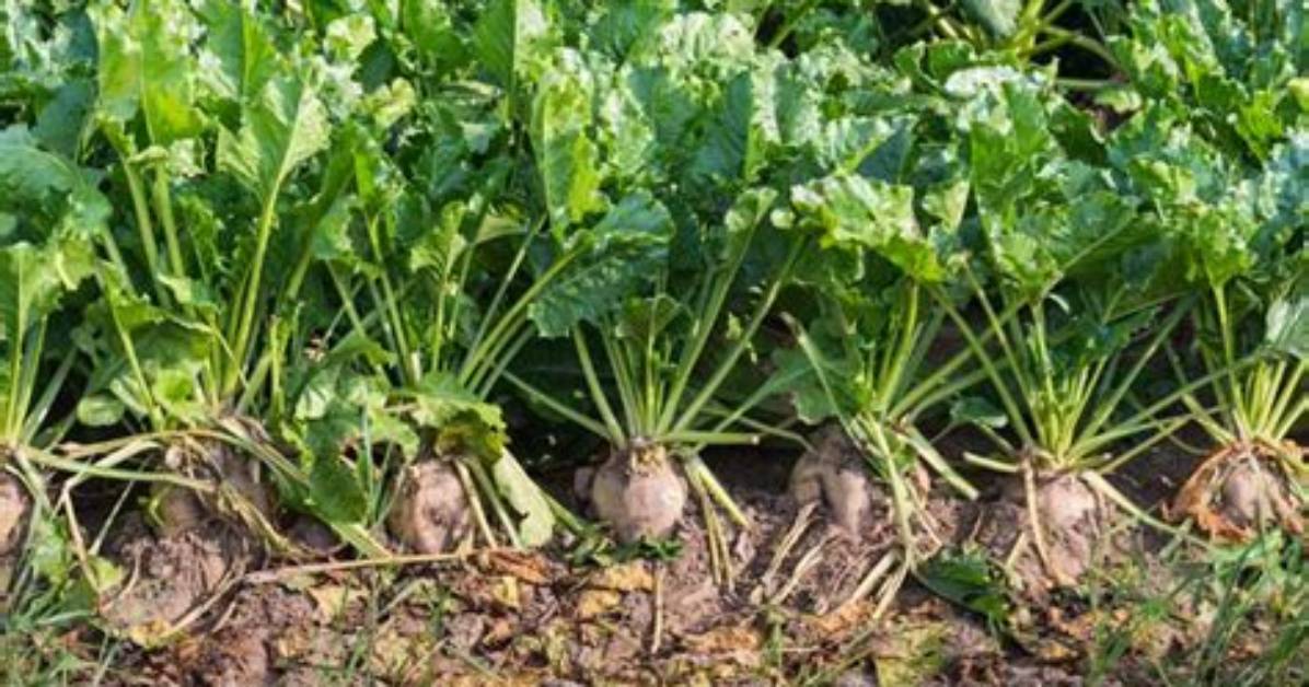 What Do They Use Sugar Beets For