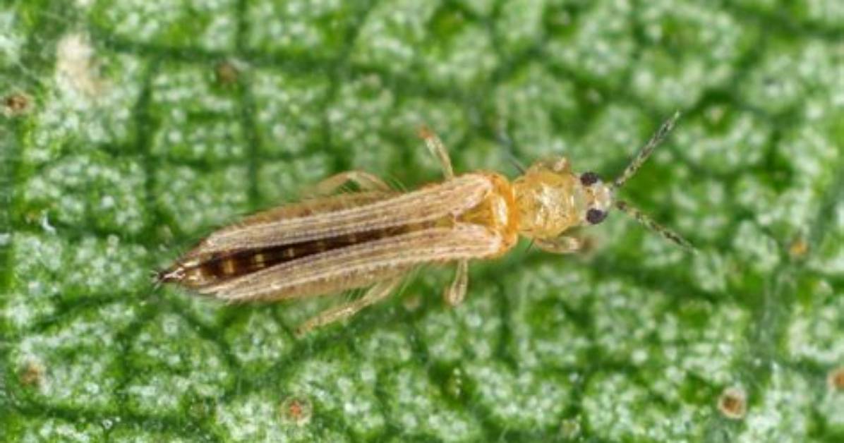 What Do Thrips Eat